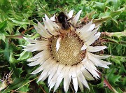 73 Carlina acaulis (Carlina bianca ) con ospite